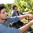 un homme et une femme qui cueillent des raisins 
