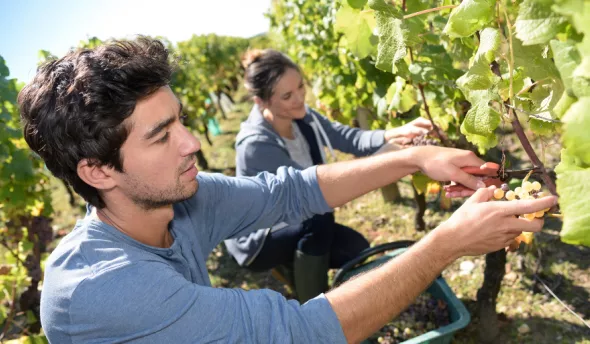 un homme et une femme qui cueillent des raisins 