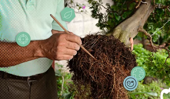 Un homme prépare les racines d’un bonsaï avec un outil pointu